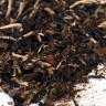Vanilla Oolong Duo – Organic
