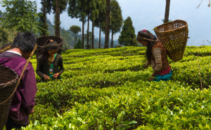 hariyali harvest